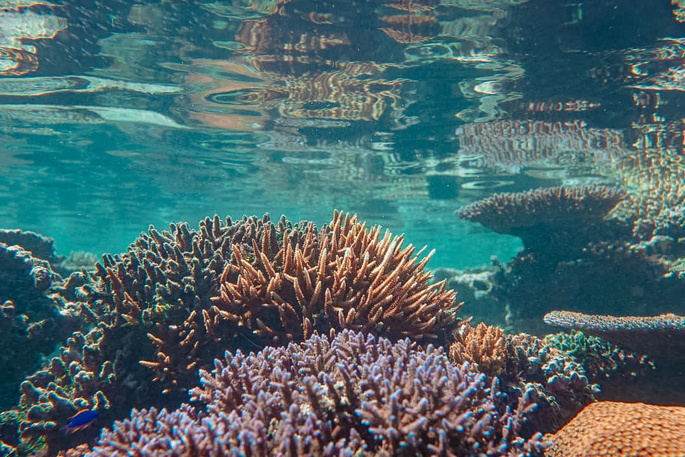 snorkelling in fiji